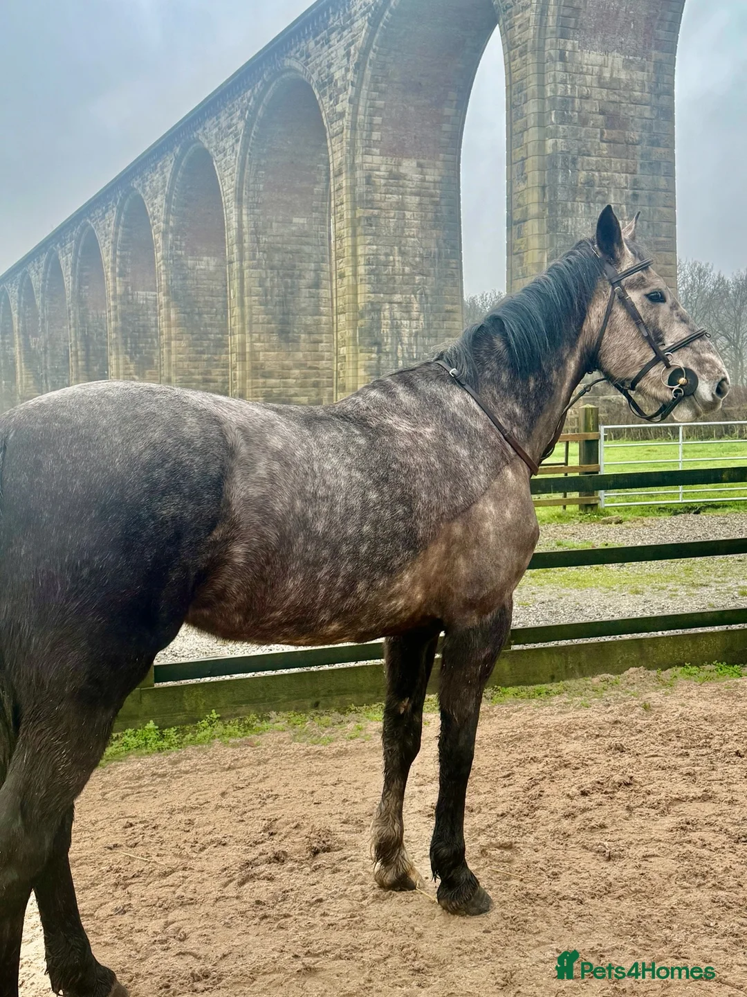 Irish Sports horses for sale: 4YO ISH mare- Future event/ SJ / XC Prospect - Advert 1