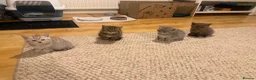 British Shorthair cats for sale: British short hair kittens - Advert 16