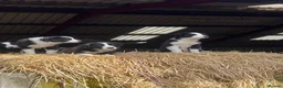Border Collie dogs for sale: Border collie in Denbigh - Advert 5