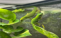 Gecko reptiles for sale: Unsexed CB25 Giant day Gecko - Image 2