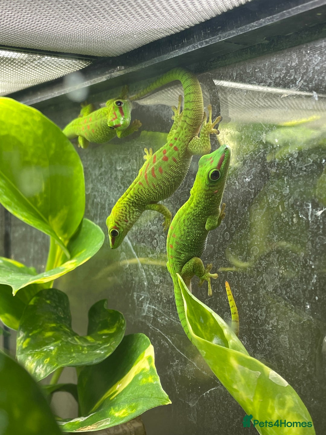 Gecko reptiles for sale: Unsexed CB25 Giant day Gecko - Image 2