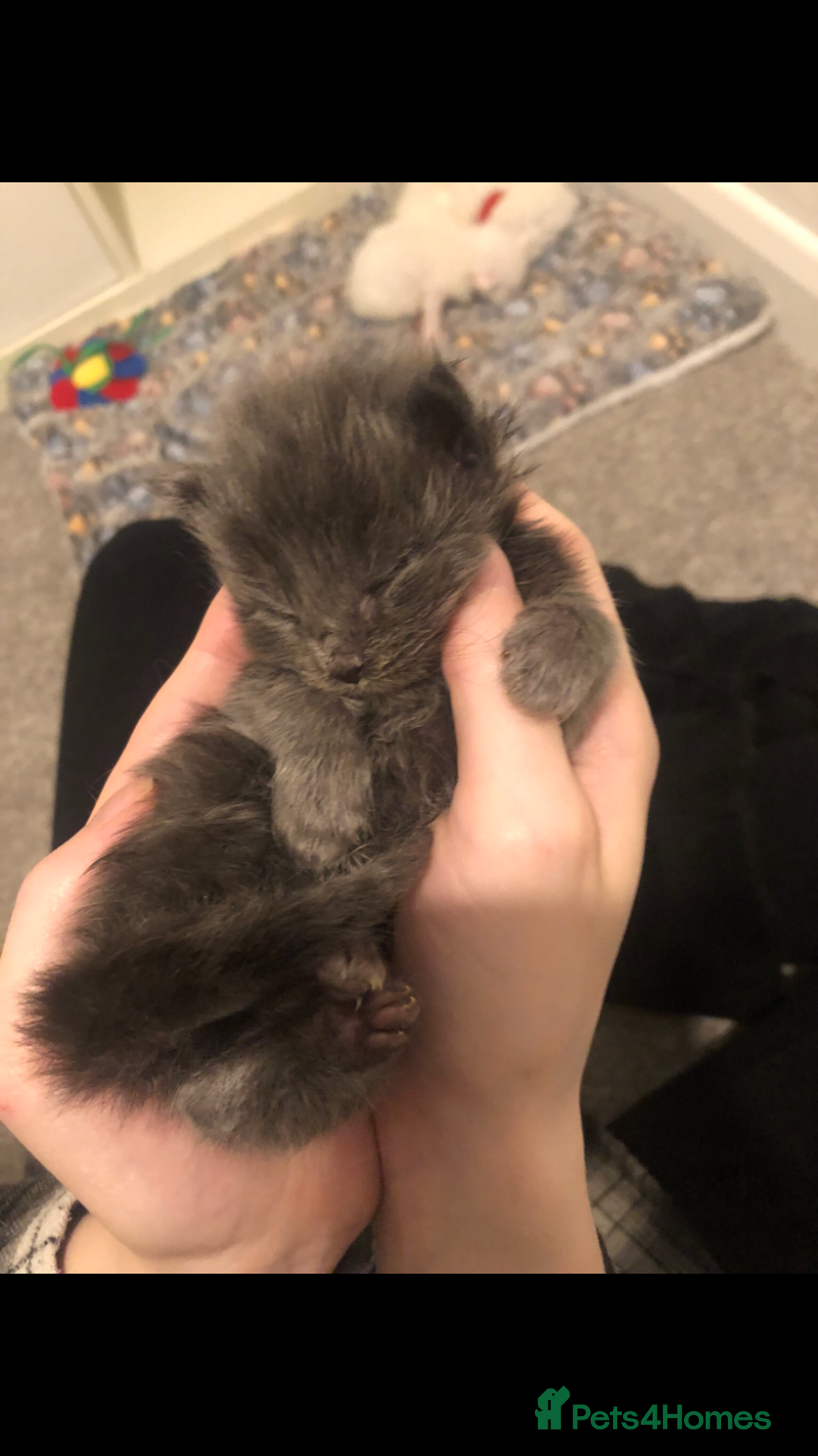 Maine Coon cats for sale: Black/Blue Smoke Maine Coon - Image 11