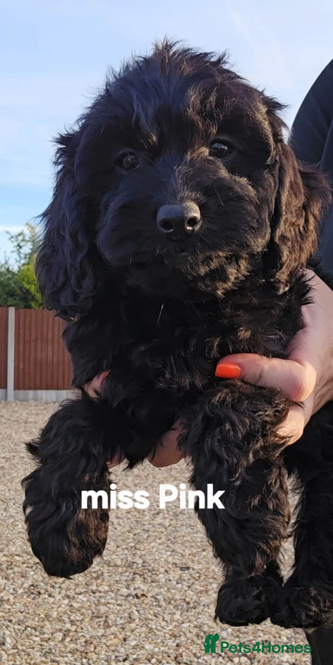 Cockapoo dogs for sale: VET CHECKED F1 BEAUTIFUL COCKAPOOS - Advert 11