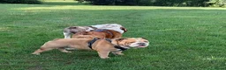 English Bulldog dogs for stud: Harry Fawn English Bulldog - Advert 2