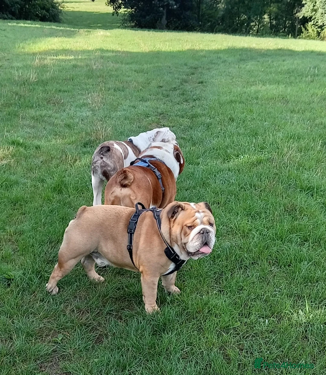 English Bulldog dogs for stud: Harry Fawn English Bulldog - Advert 2