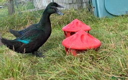 Ducks poultry for sale: Young Cayuga Drakes  - Image 2