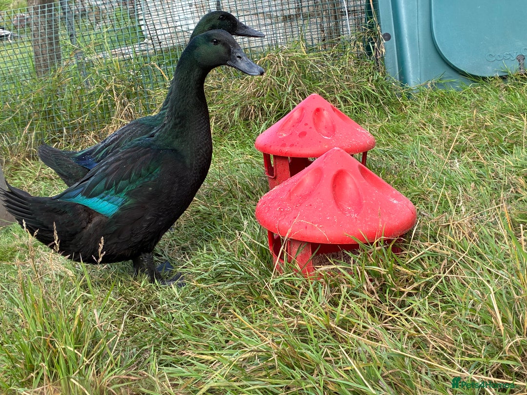 Ducks poultry for sale: Young Cayuga Drakes  - Image 2