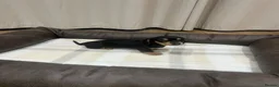 Miniature Dachshund dogs for sale: Stunning Miniature Daschund Puppies - Advert 5