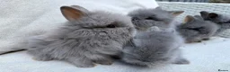 Lionhead rabbits for sale: Fluffy double mane lion head rabbits for sale  - Advert 7
