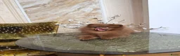 Pomeranian dogs for sale: Chocolate Pomeranian Girl and boys - Advert 9
