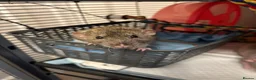 Rat rodents for sale: Two male Rex rats - Advert 5