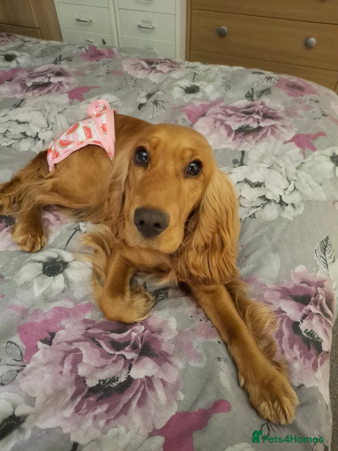 Cocker Spaniel dogs for sale: Beautiful friendly 18mnth old Cocker Spaniel girl - Advert 2