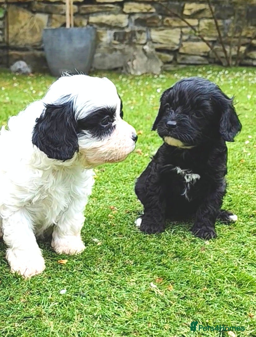 Cavapoo dogs Unique🌈Litter F1 Cavapoo's Health Tested  - Advert 6