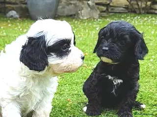 Cavapoo dogs Unique🌈Litter F1 Cavapoo's Health Tested - Advert 3