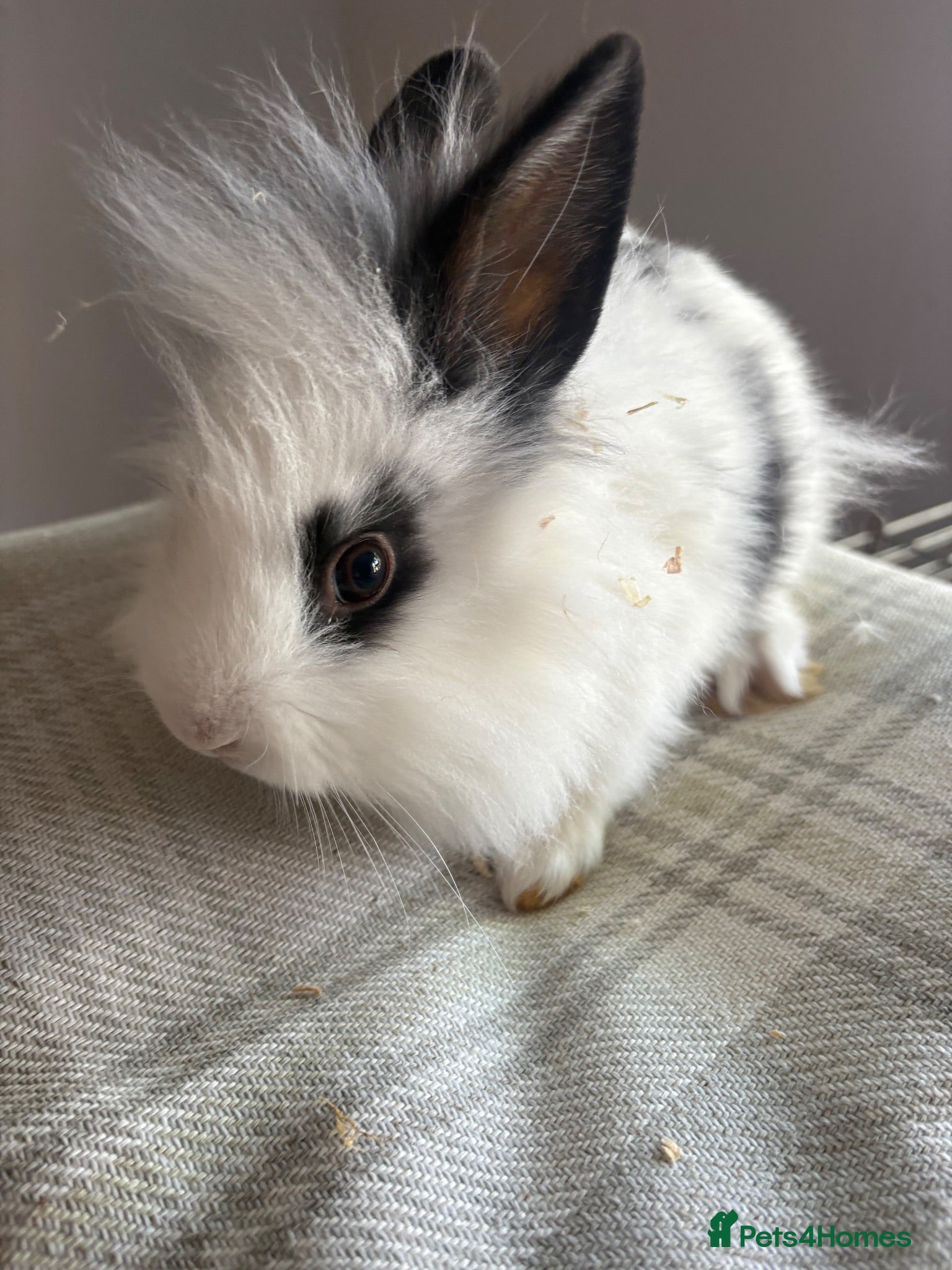 Mixed Breed rabbits Angora x lionhead babies  - Advert 1