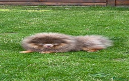 Pomeranian dogs for stud: Lilac and Tan stud 1.5kg - Image 2