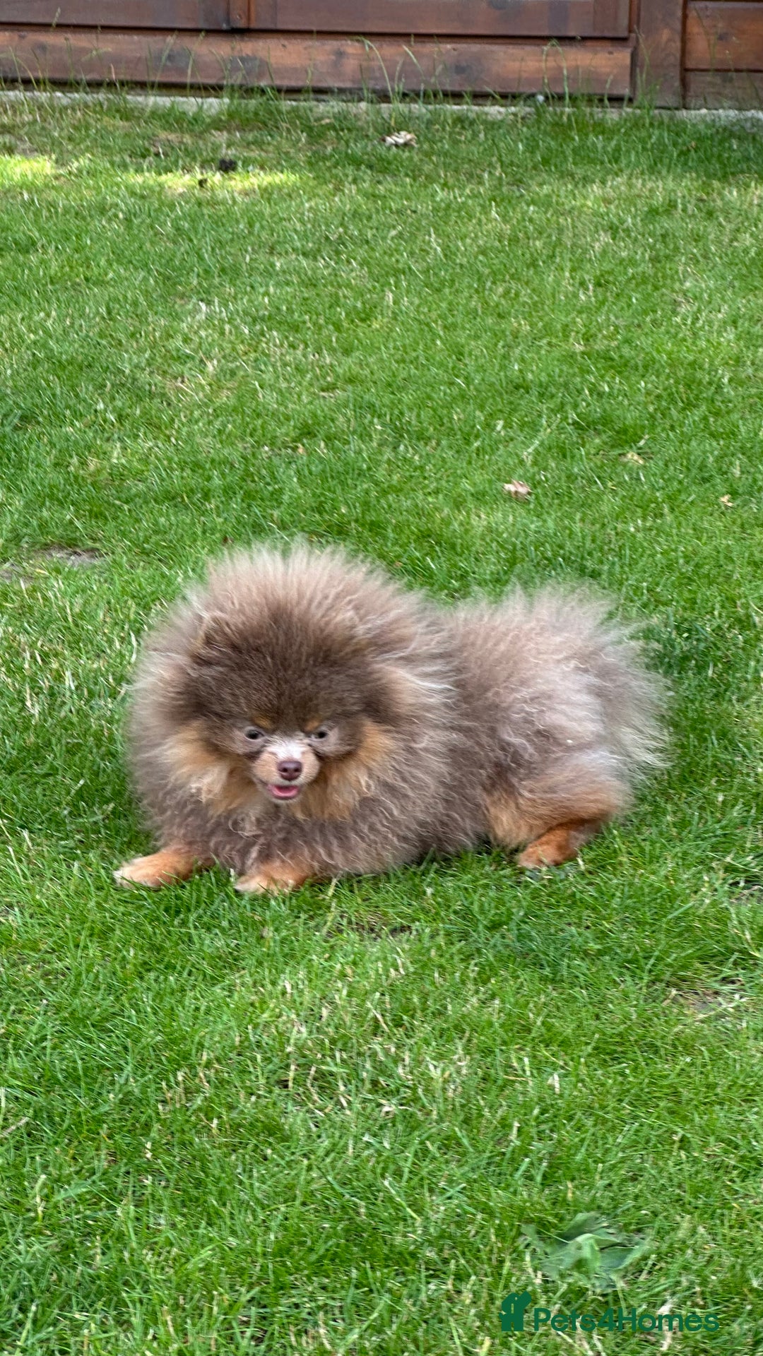 Pomeranian dogs for stud: Lilac and Tan stud 1.5kg - Image 2
