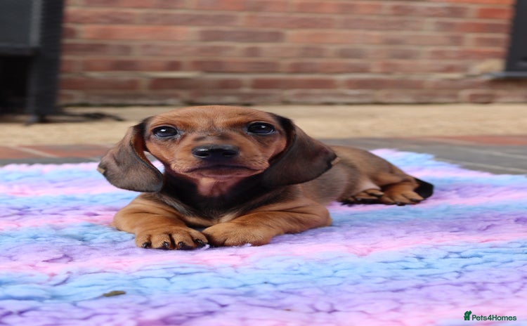 Miniature Dachshund dogs - Advert 8