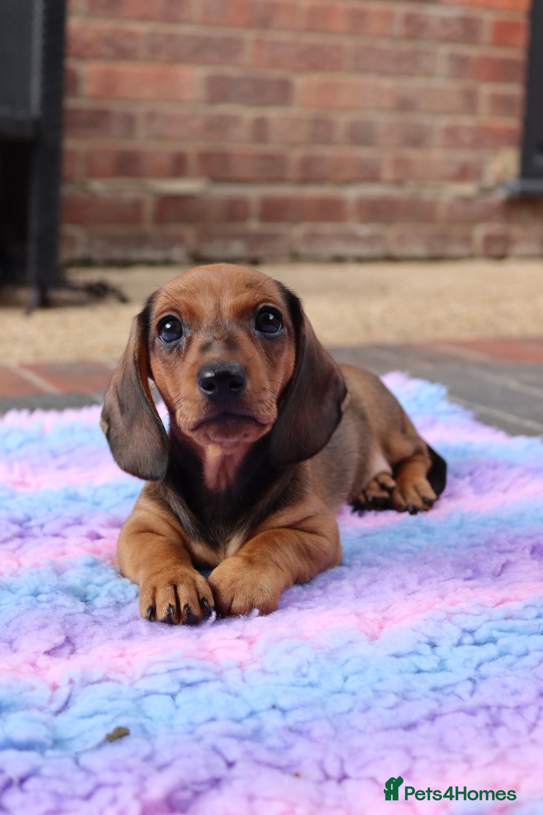 Miniature Dachshund dogs for sale: Ready now Miniature smoothhaired dachshunds - Image 1