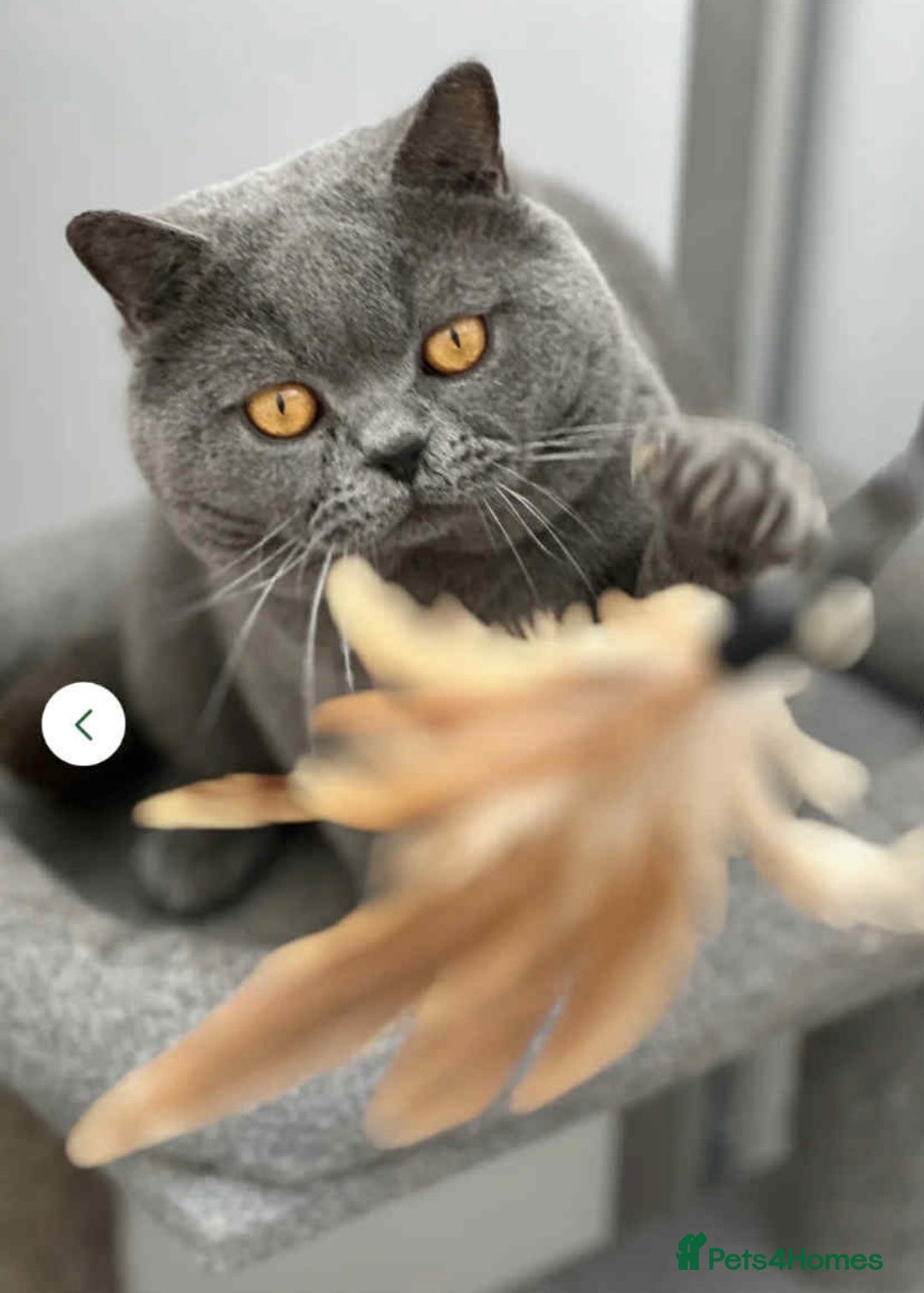 British Shorthair cats for stud: Champion Blue Boy, Kotoffski Lines FOR STUD - Advert 6