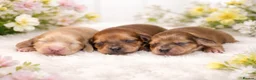Miniature Dachshund dogs for sale: Lh cream dachshund available  - Advert 10