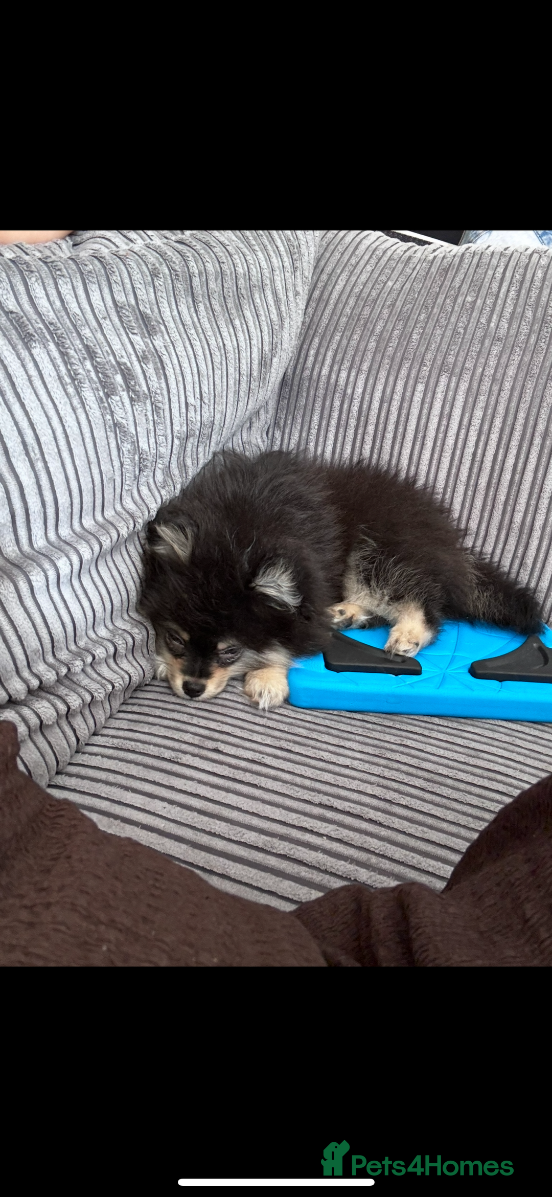 Pomeranian dogs for sale: Miniature teddy bear Pomeranian - Image 5