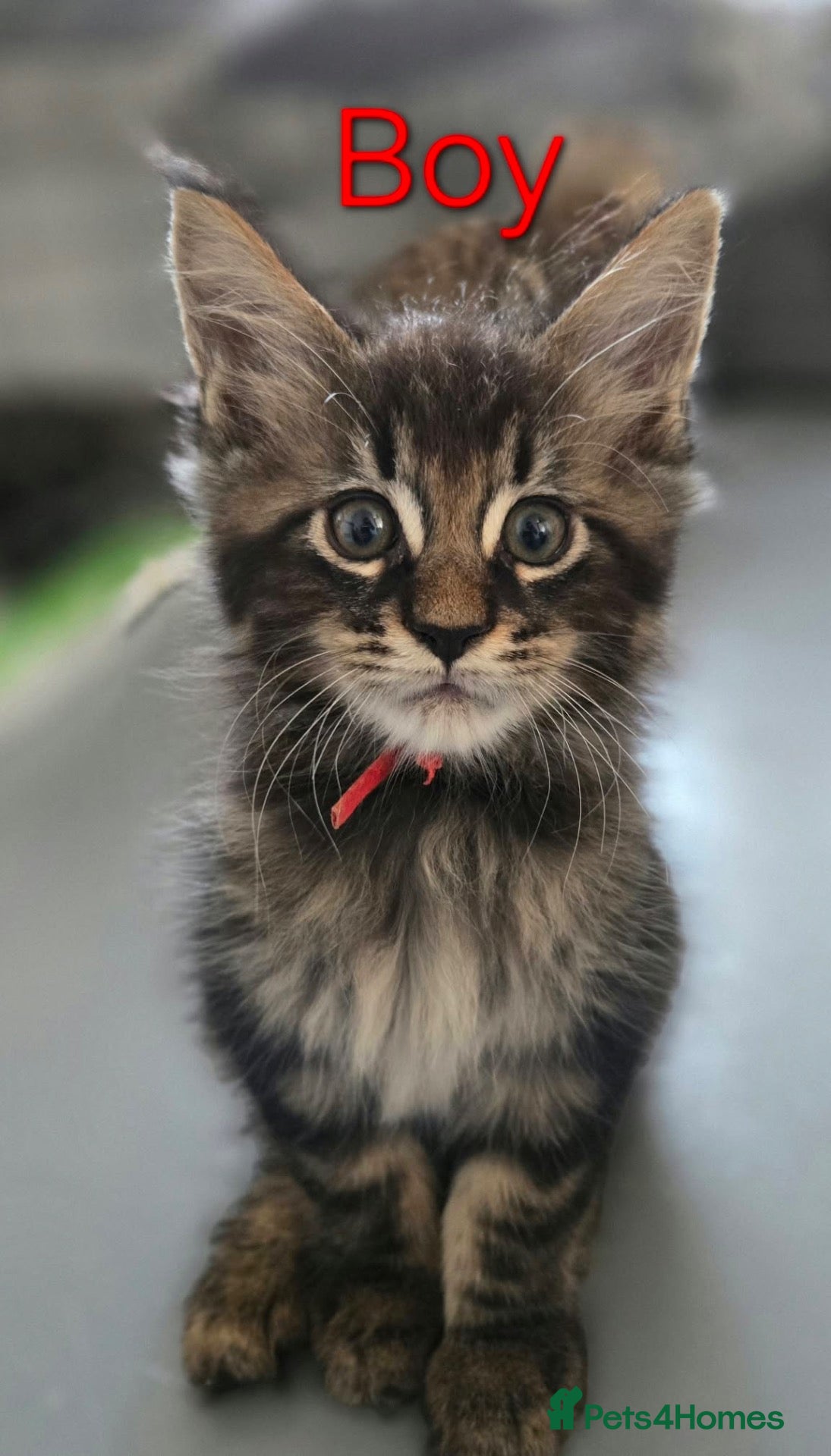 Maine Coon cats 6 TICA registered Maine Coon kittens. - Advert 2