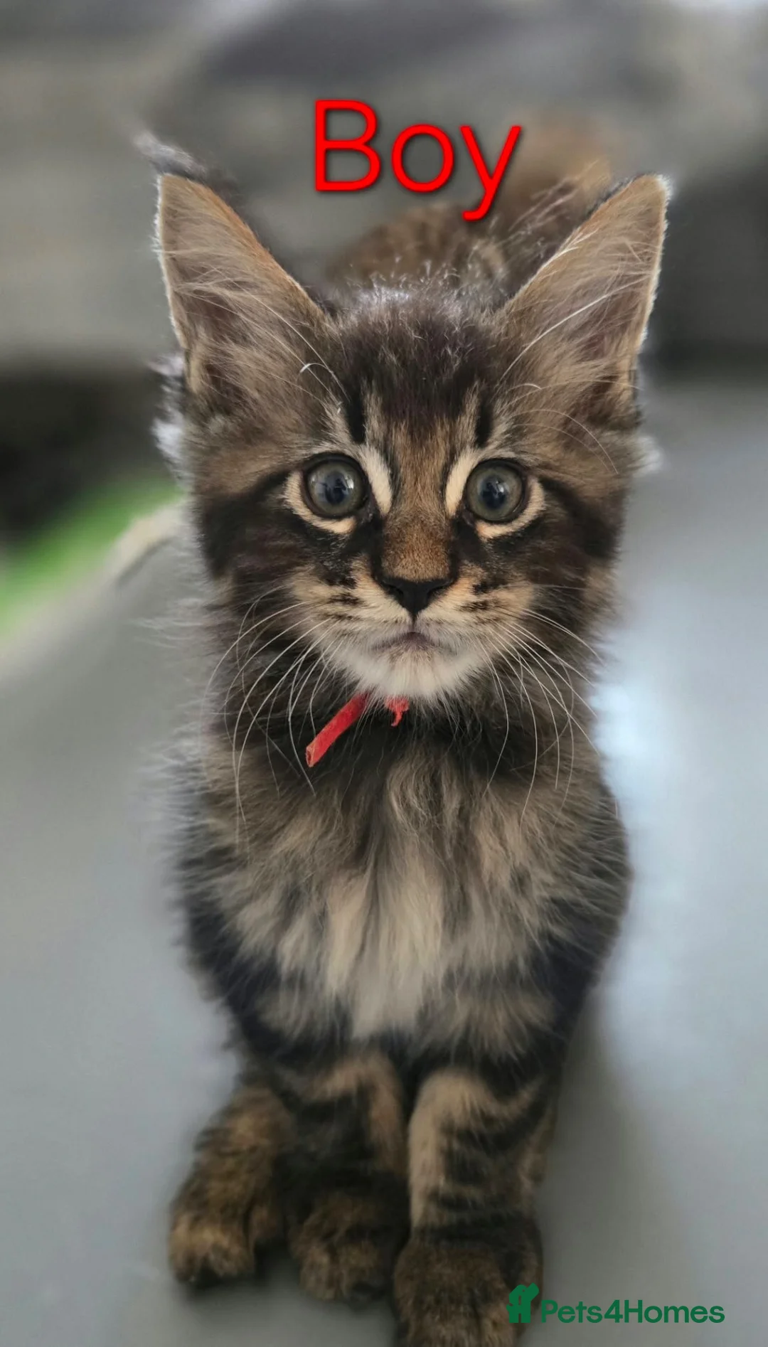 Maine Coon cats for sale: 6 TICA registered Maine Coon kittens. - Advert 2