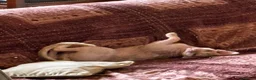 Sphynx cats for sale: Male SPHINX cat - Advert 3