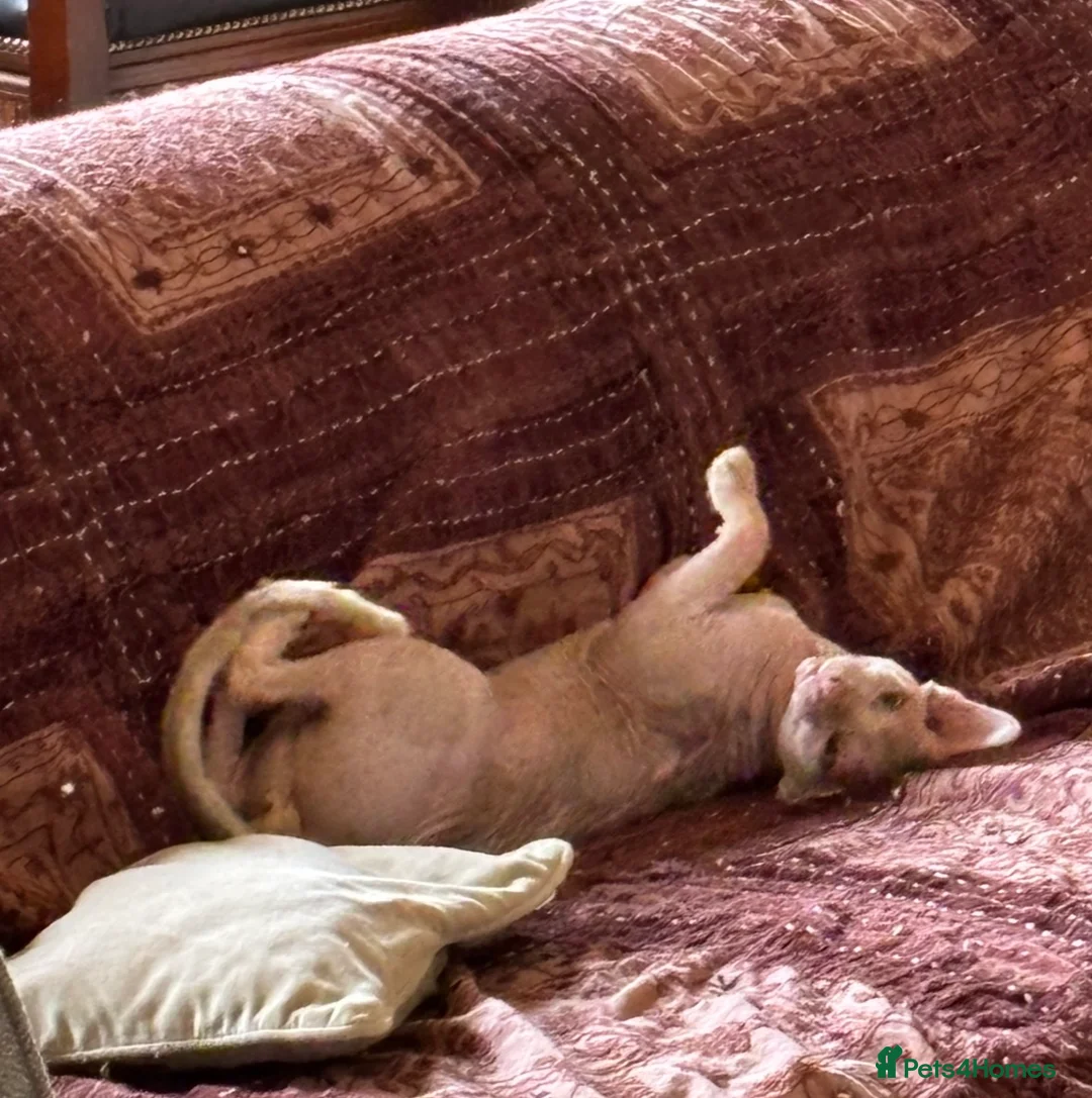 Sphynx cats for sale: Male SPHINX cat - Advert 3