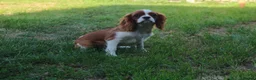 Cavalier King Charles Spaniel dogs for sale: Beautiful 6-Month-Old Male Cavalier King Charles  - Advert 3