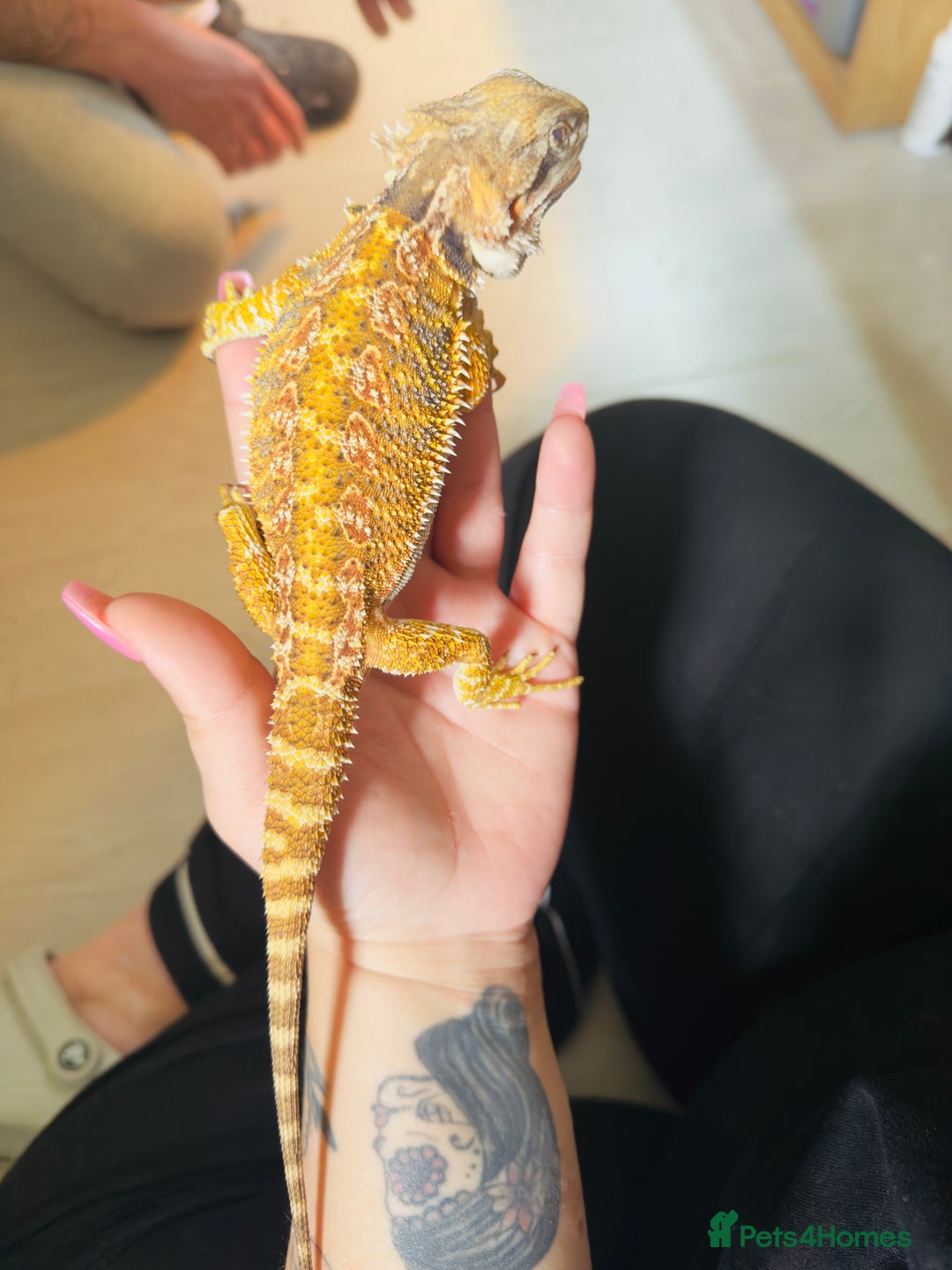 Bearded Dragon reptiles for sale: Female beardie + set up - Image 2