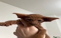 Oriental cats for sale: Cinnamon boy and Havana girl  - Image 7