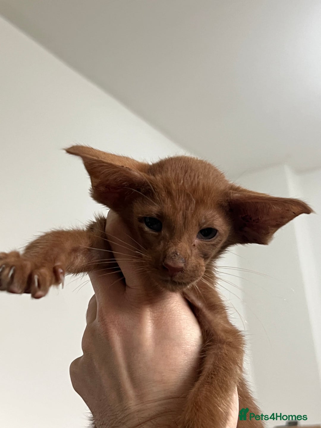 Oriental cats for sale: Cinnamon boy and Havana girl  - Image 7
