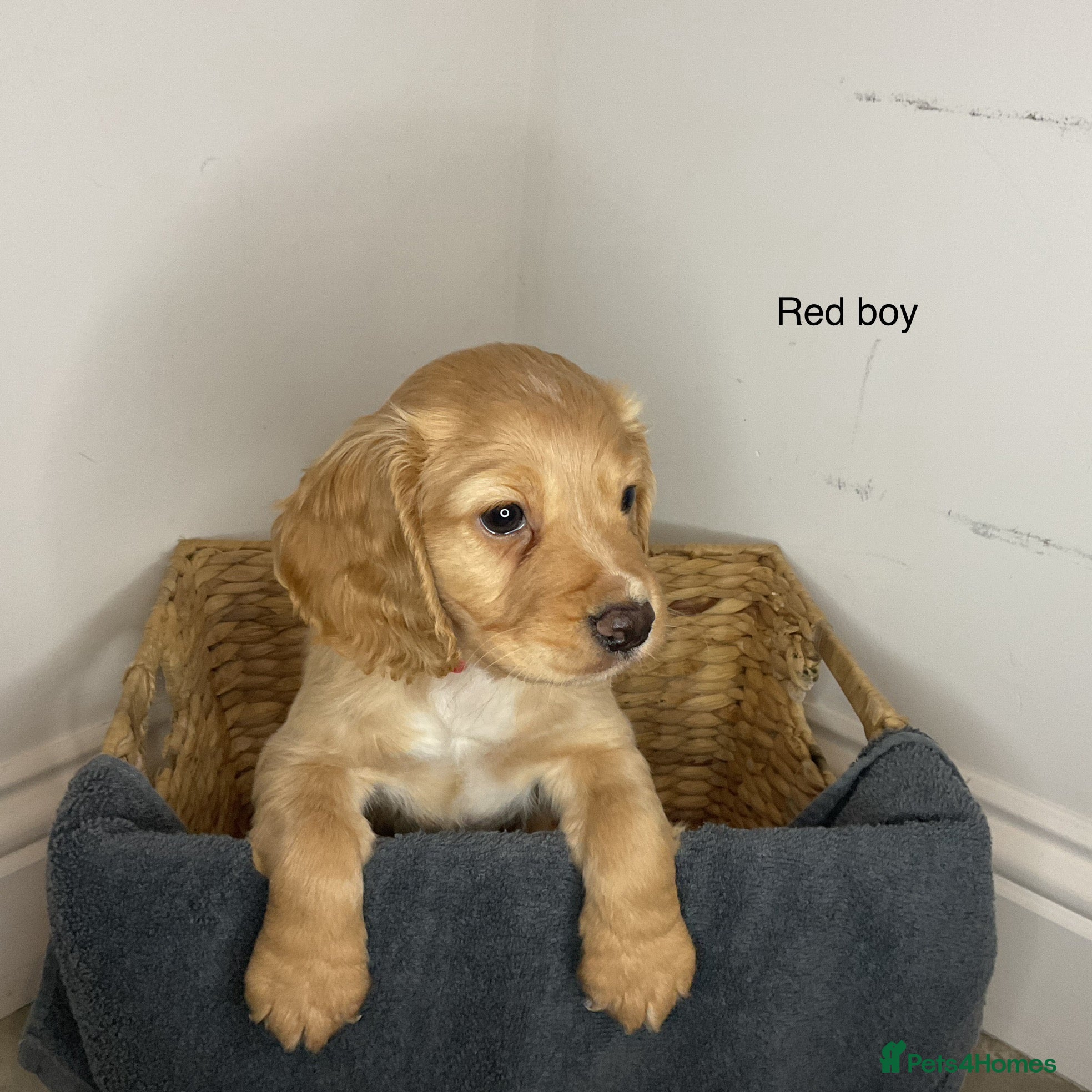 Cocker Spaniel dogs Hereditary clear working cocker spaniels - Advert 3