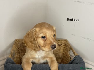 Cocker Spaniel dogs Hereditary clear working cocker spaniels - Advert 2