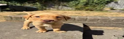 Labrador Retriever dogs for sale: Fox Red KC Labrador Puppies - Advert 19