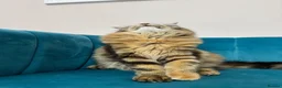 Maine Coon cats for sale: TICA Pedigree Registered Maine Coon Kittens - Advert 27