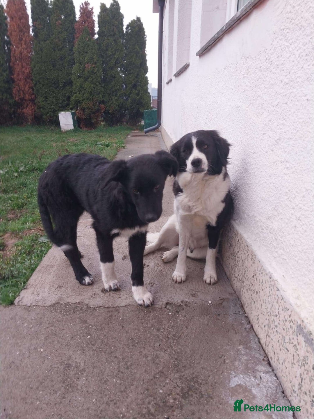 Mixed Breed dogs for adoption: Bandit - Image 2