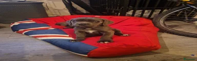 Cane Corso 3