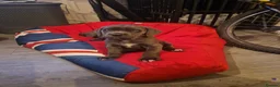 Cane Corso dogs for sale: Cane corso  in Stoke-on-Trent - Advert 5