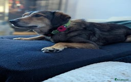 Mixed Breed dogs for adoption: Have you got the dedication to save this soul ? - Image 9