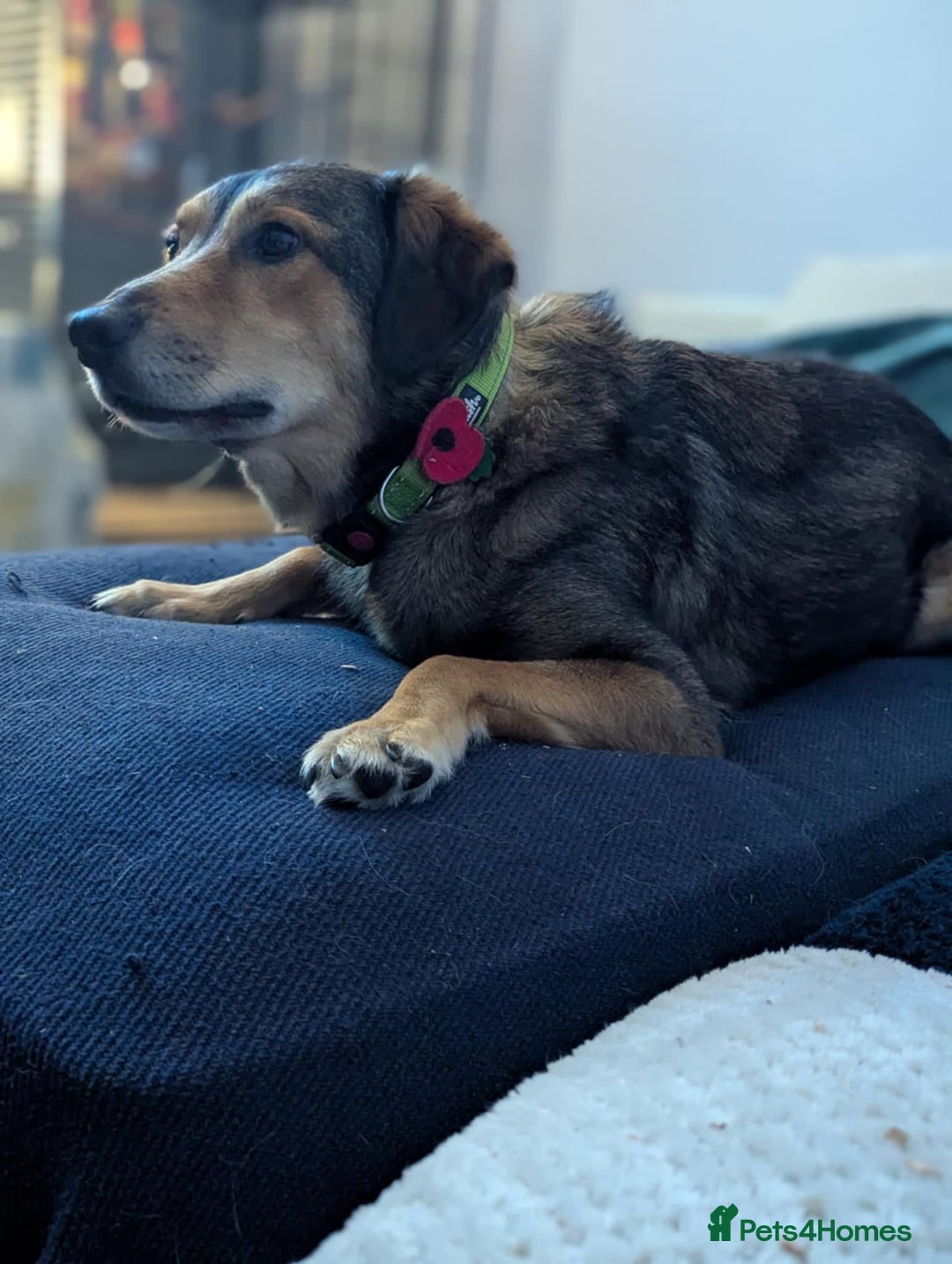 Mixed Breed dogs for adoption: Have you got the dedication to save this soul ? - Image 9