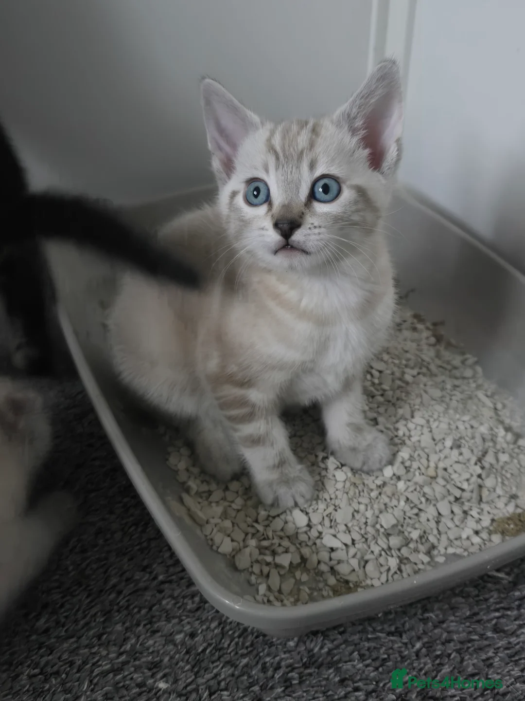 Bengal cats for sale: BENGAL CROSS BLUE BENGAL  - Advert 2