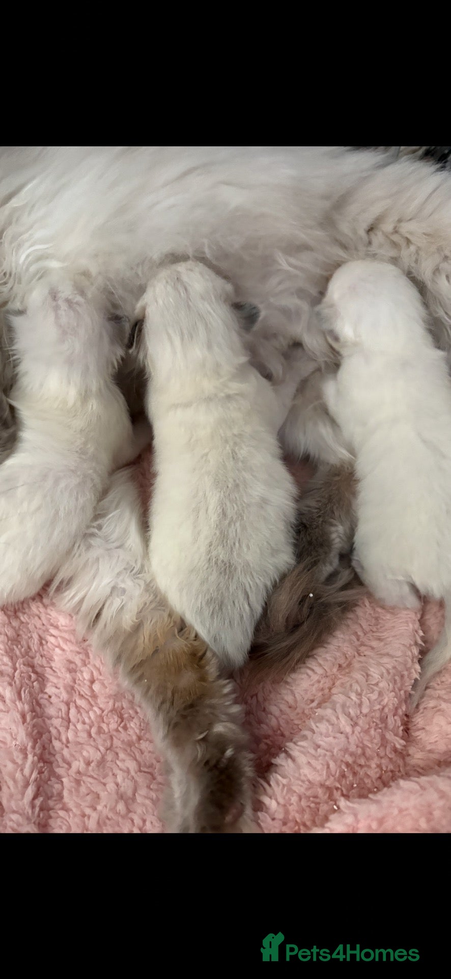 Ragdoll cats ☃️ ADORABLE GCCF BABIES ☃️ - Advert 17