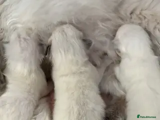 Ragdoll cats ☃️ ADORABLE GCCF BABIES ☃️ - Advert 17