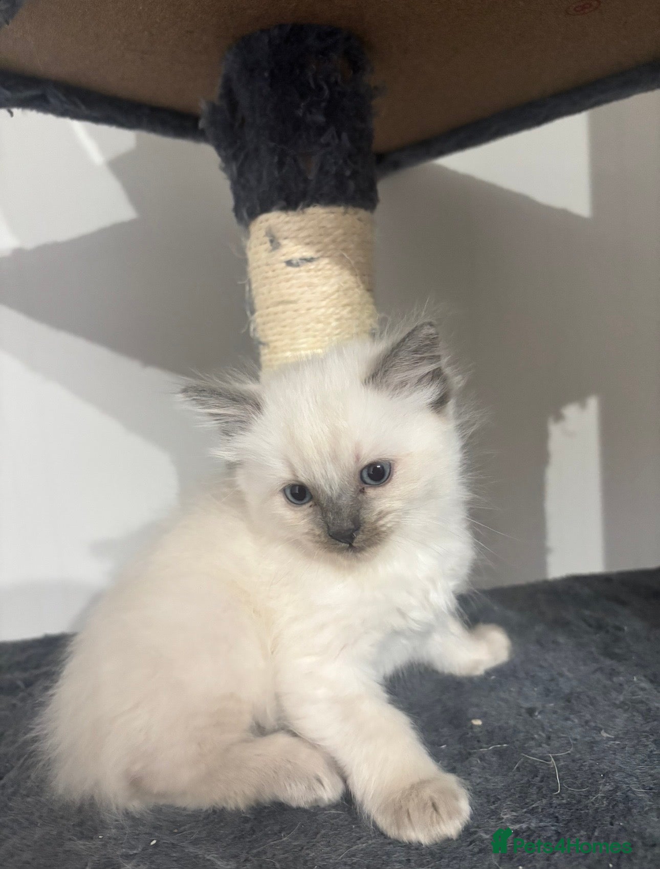 Ragdoll cats Bluepoint Ragdoll kittens 1 x boy & 1 x girl left  - Advert 1