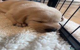 Labrador Retriever dogs for sale: Labrador puppies - Advert 17