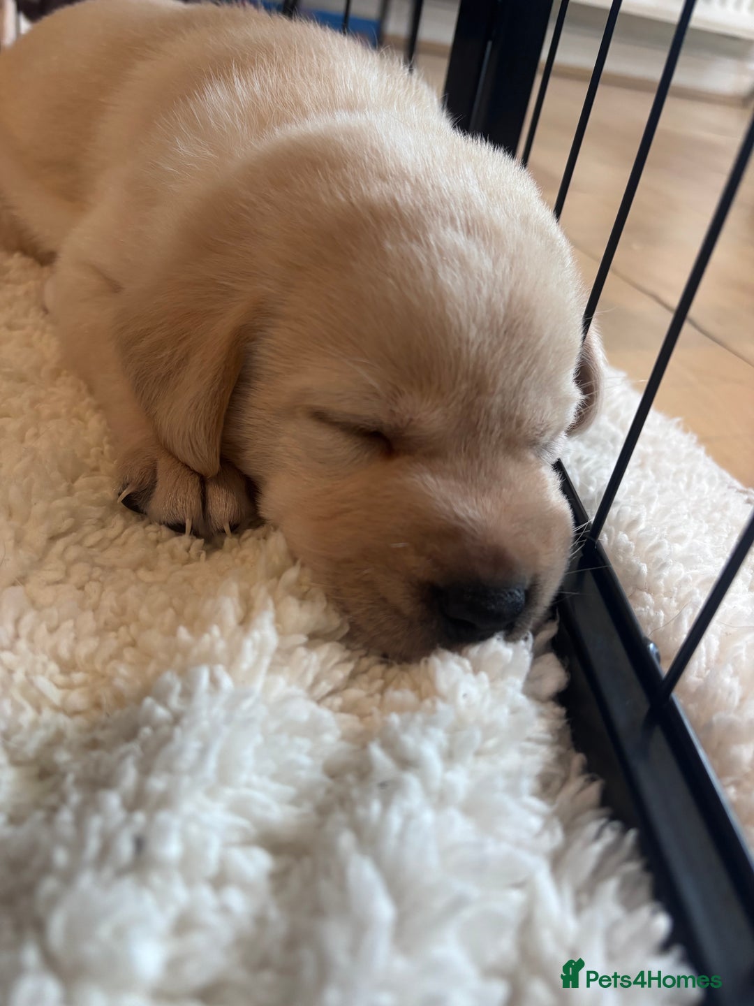 Labrador Retriever dogs for sale: Labrador puppies - Advert 17