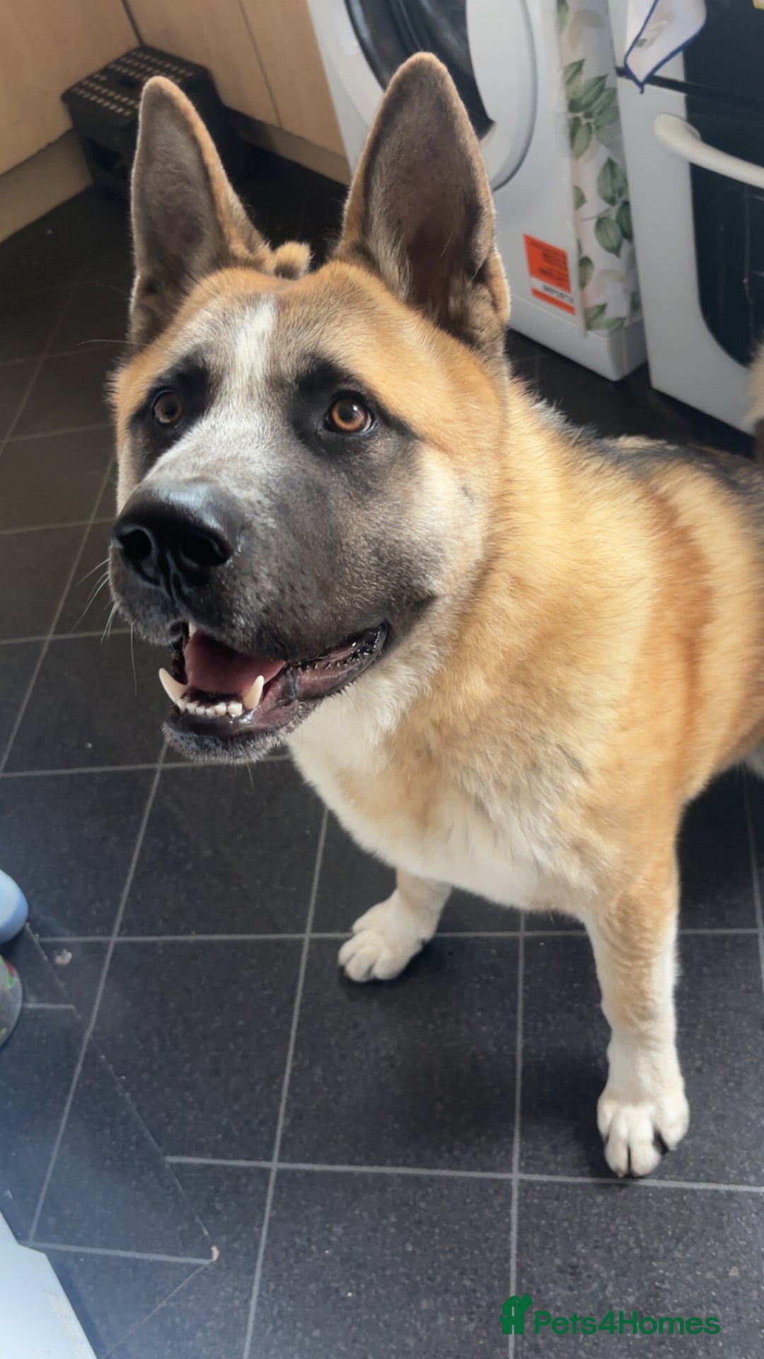 Mixed Breed dogs for sale: Mylo  - Advert 1